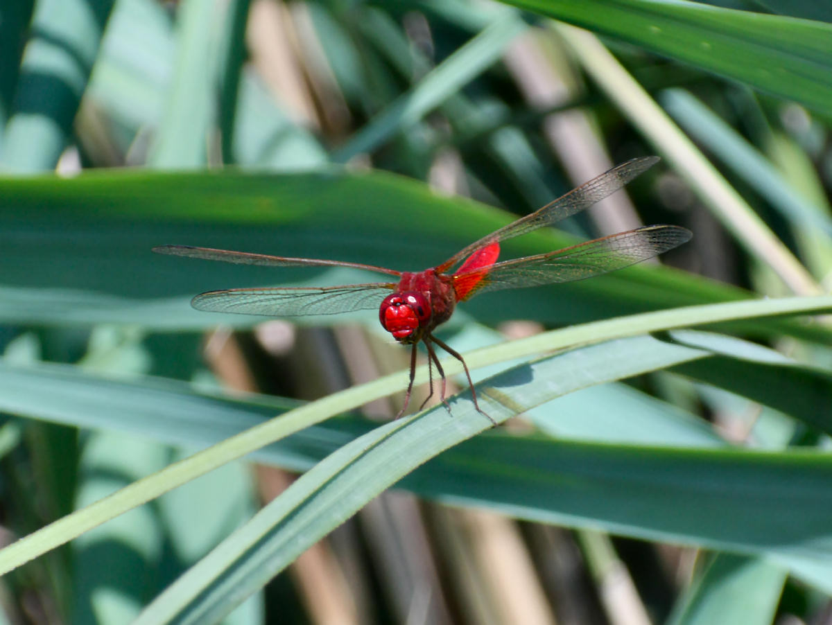 libellula da identificare